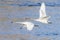 Two trumpeter Swans in flight