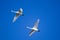Two Trumpeter Swans migrating south