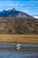 Two trumpeter swans in the mountains, Yukon