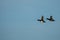 Two Tufted Ducks Aythya fuligula in flight