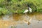 Two Tuiuiu birds on the wetlands of Pantanal, Brazil.