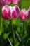 Two tulips of Ollioules hybrid, also called Darwin Hybrid Tulip, with rose-red to white colour