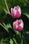 Two tulips of Ollioules hybrid kind, also called Darwin Hybrid Tulip, from top side view, afternon sunshine