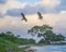 Two turkey vultures fly over remote Jamaican beach at sunrise