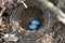 Two turquoise speckled eggs in the nest of the Eurasian Blackbird