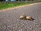 Two turtle cross the road