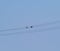 Two turtledoves on wires. A pair of pigeons on power lines