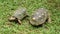 Two turtles on green grass