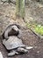 Two turtles are mating in a forest of dried mud and grass during summer in a zoo