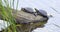 Two turtles in natural habitat. European pond turtle Emys orbicularis. Portrait of river turtles  on the riverbank