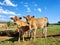 Two twin calves look into camera