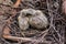 Two two-day-old dove nestlings