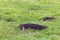 Two uinta ground squirrels Urocitellus armatus, Grand Teton, USA