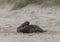 Two ull seals fighting on the beach