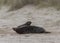 Two ull seals fighting on the beach