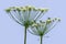 Two umbrellas with white small florets of a hogweed, close-up, isolated on a blue background. Heracleum sphondylium blooming -