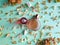 Two unbranded perfume bottles and dried hydrangea flowers on green background. Flatlay, mockup, top view