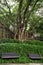 Two unoccupied benches, vines and big & old trees