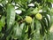 Two unripe green peaches hanging on a peach tree . Tuscany, Italy