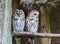 Two ural owls sitting close together on a branch