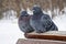 Two urban pigeons freeze during a snowfall, sitting on wooden bars. Birds in the winter