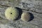 Two urchins on wooden background