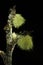 Two Usnea Lichen isolated on Black