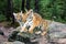 Two Ussuri tiger kittens playing in the wild forest Panthera tigris tigris also called Amur tiger Panthera tigris altaica in