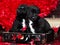 Two Valentine puppies in retro suitcase on red hearts background