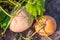 Two varicolored pumpkins with stem and leaves on the field