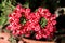 Two Verbena Sweet dreams Voodoo star plants with bell shaped flower clusters of vivid red and white starred flowers in home garden