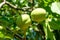 Two verdant green walnuts growing in the garden