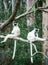 Two Verreaux Sifaka`s sitting on a tree in Madagascar