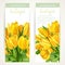 Two vertical spring banners with yellow flowers tulips on a white