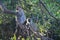 TWO VERVET MONKEYS WATCHING A CAMPSITE FROM A TREE