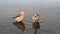 Two very cute Egyptian geese