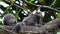 Two very cute long tailed marmosets grooming each other on a thick brown branch in a tree