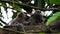 Two very cute marmosets grooming each other on a thick brown branch in a tree