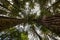 Two very large  redwoods on each side point up to the sky while looking up towards the canopy in the Hoh Rain Forest