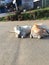 Two very nice cows sleeping on the road