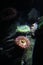 Two Very Pretty Sea Anemones hidden on the Ocean Floor