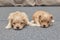 Two very small maltipu puppies are lying next to each other