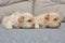 Two very small maltipu puppies are lying next to each other