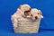 Two very small maltipu puppies are sitting in a wicker basket. photo shoot on a blue background