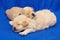 Two very small maltipu puppies are sleeping in an embrace. photo shoot on a blue background