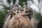 Two Very Wet Opossum Joeys Didelphimorphia on Mothers Back