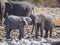 Two very young African elephants interacting and cuddling head to head, Etosha National Park, Namibia