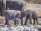 Two very young African elephants interacting and cuddling head to head, Etosha National Park, Namibia