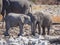 Two very young African elephants interacting and cuddling head to head, Etosha National Park, Namibia