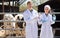 Two veterinarians in the cowshed